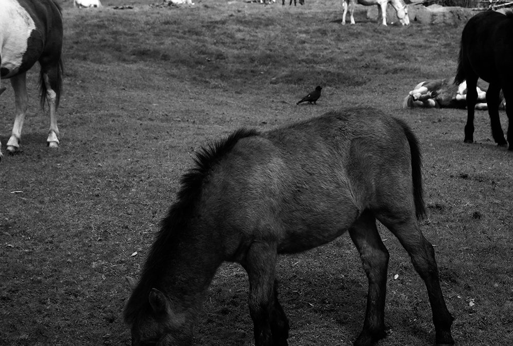 데카당 [데카당]